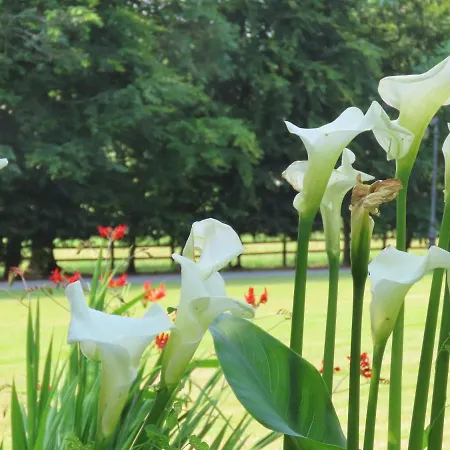 Летний дом Noan