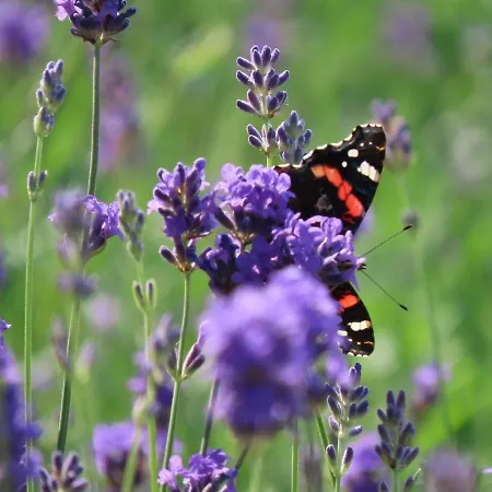 Noan 컨트리하우스 *