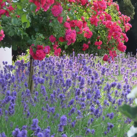 Noan Летний дом *