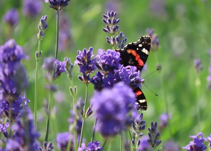 Noan Gospodarstwo wiejskie *